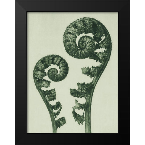 Aspidium Filix Mas (Shield Fern Fronds) Black Modern Wood Framed Art Print by Blossfeldt, Karl