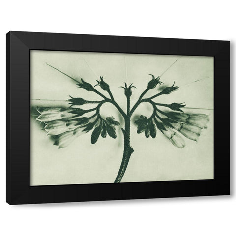 Symphytum officinale (Common Comfrey) Black Modern Wood Framed Art Print by Blossfeldt, Karl