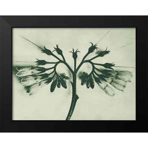 Symphytum officinale (Common Comfrey) Black Modern Wood Framed Art Print by Blossfeldt, Karl