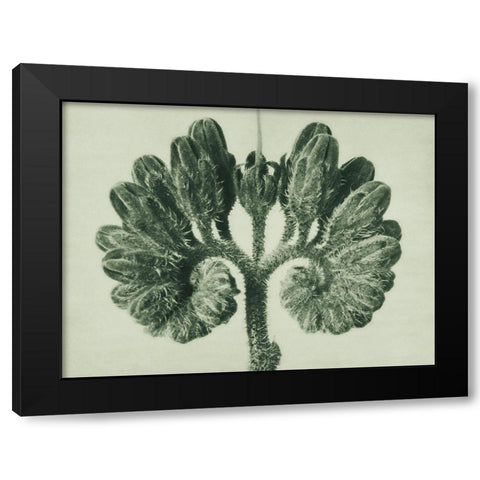 Symphytum Officinale (Common Comfrey) Black Modern Wood Framed Art Print with Double Matting by Blossfeldt, Karl