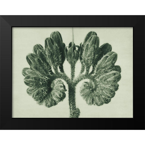 Symphytum Officinale (Common Comfrey) Black Modern Wood Framed Art Print by Blossfeldt, Karl