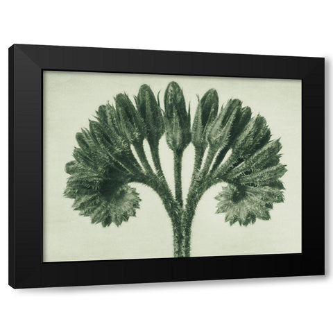 Symphytum Officinale (Common Comfrey) Black Modern Wood Framed Art Print with Double Matting by Blossfeldt, Karl