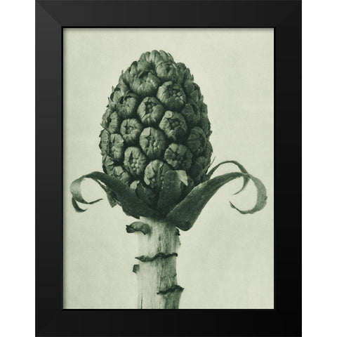 Petasites Officinalis (Butterbur) Black Modern Wood Framed Art Print by Blossfeldt, Karl