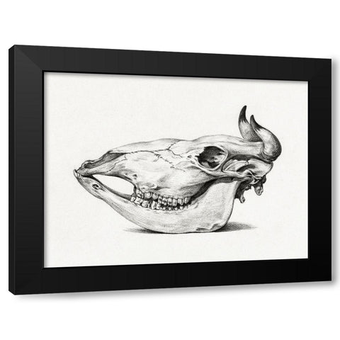 Skull of a cow (Side) Black Modern Wood Framed Art Print by Bernard, Jean