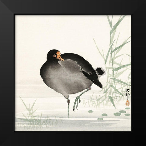 Moorhen Black Modern Wood Framed Art Print by Koson, Ohara