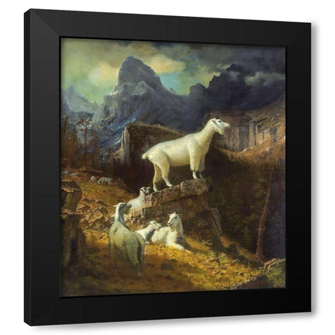Rocky Mountain Goats Black Modern Wood Framed Art Print with Double Matting by Bierstadt, Albert