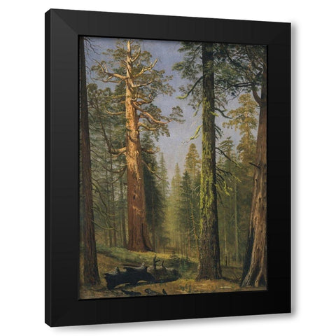 The Grizzly Giant Sequoia, Mariposa Grove, California Black Modern Wood Framed Art Print with Double Matting by Bierstadt, Albert