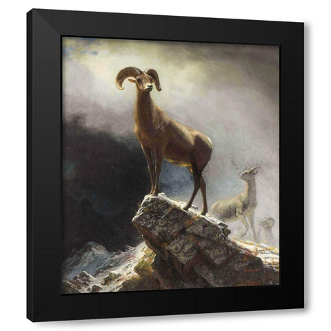 Rocky Mountain Sheep or Big Horn, Ovis, Montana Black Modern Wood Framed Art Print by Bierstadt, Albert