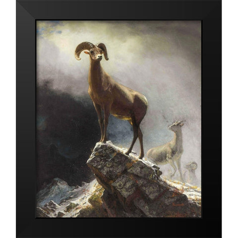 Rocky Mountain Sheep or Big Horn, Ovis, Montana Black Modern Wood Framed Art Print by Bierstadt, Albert