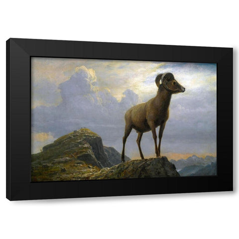 Study of a Bighorn Ram Black Modern Wood Framed Art Print with Double Matting by Bierstadt, Albert