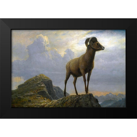 Study of a Bighorn Ram Black Modern Wood Framed Art Print by Bierstadt, Albert