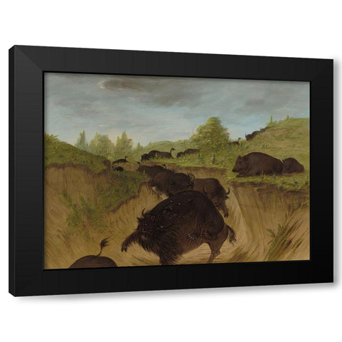 Grizzly Bears Attacking Buffalo Black Modern Wood Framed Art Print with Double Matting by Catlin, George