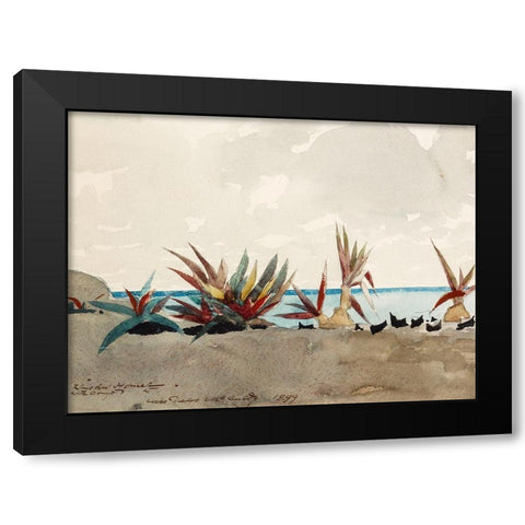 Nassau Beach with Century Plants Black Modern Wood Framed Art Print with Double Matting by Homer, Winslow