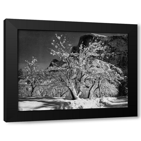 Half Dome-Apple Orchard-Yosemite-California Black Modern Wood Framed Art Print by Adams, Ansel
