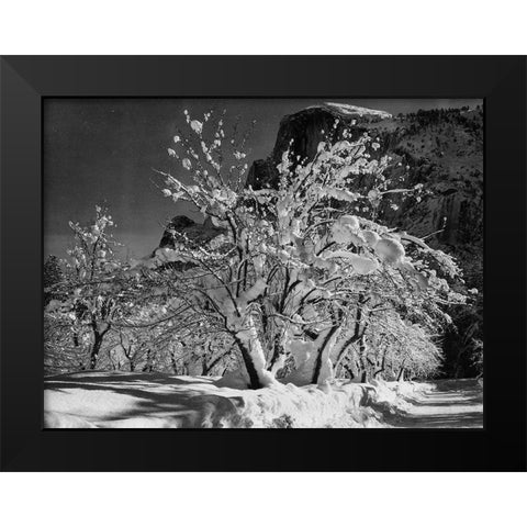 Half Dome-Apple Orchard-Yosemite-California Black Modern Wood Framed Art Print by Adams, Ansel