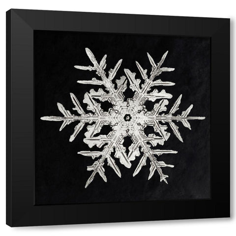 Snowflake 332 Black Modern Wood Framed Art Print with Double Matting by Bentley, Wilson