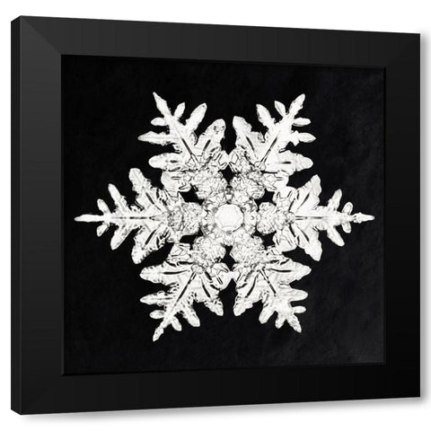 Snowflake 990 Black Modern Wood Framed Art Print by Bentley, Wilson
