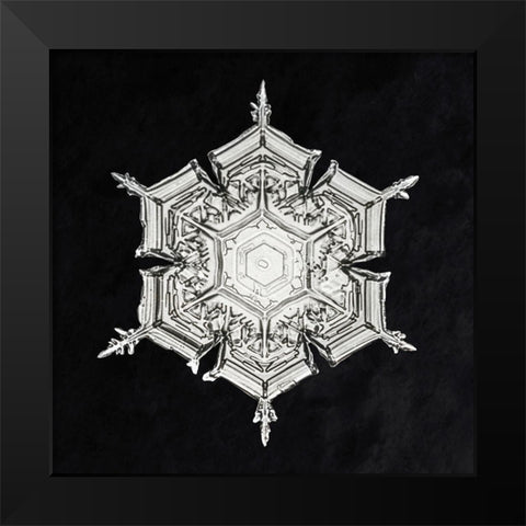 Snowflake 579A Black Modern Wood Framed Art Print by Bentley, Wilson