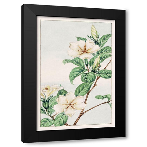 Kuchi nashi or cape jasmine Black Modern Wood Framed Art Print by Morikaga, Megata