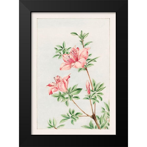 Tsutsuji rhododendron Judicum or azalea Black Modern Wood Framed Art Print by Morikaga, Megata