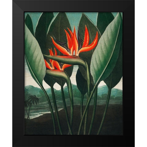 The Queen Plant from The Temple of Flora Black Modern Wood Framed Art Print by Thornton, Robert John