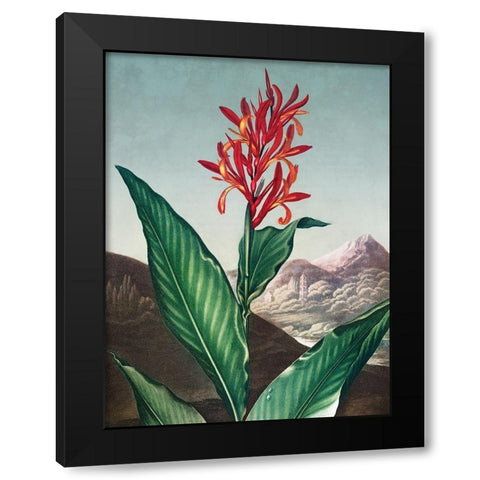 Indian Reed from The Temple of Flora Black Modern Wood Framed Art Print by Thornton, Robert John