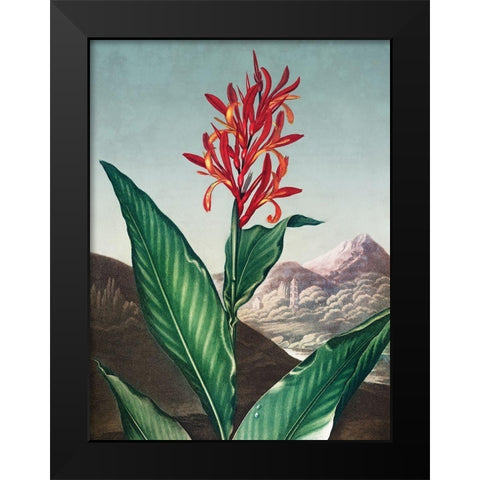 Indian Reed from The Temple of Flora Black Modern Wood Framed Art Print by Thornton, Robert John