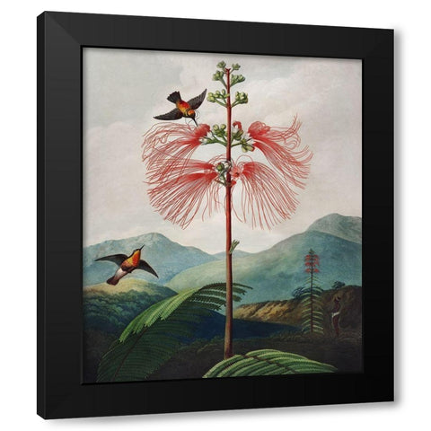 Large Flowering Sensitive Plant from The Temple of Flora Black Modern Wood Framed Art Print with Double Matting by Thornton, Robert John