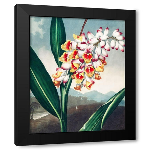 The Nodding Renealmia from The Temple of Flora Black Modern Wood Framed Art Print with Double Matting by Thornton, Robert John