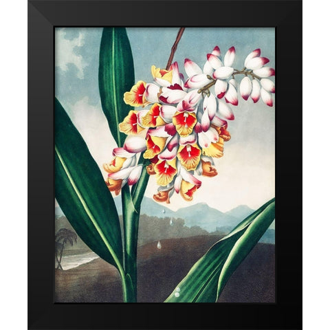 The Nodding Renealmia from The Temple of Flora Black Modern Wood Framed Art Print by Thornton, Robert John