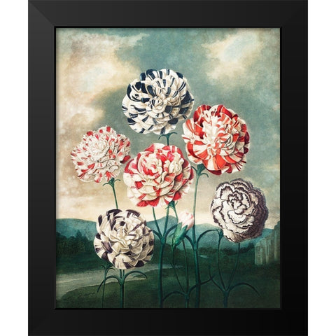 A Group of Carnations from The Temple of Flora Black Modern Wood Framed Art Print by Thornton, Robert John