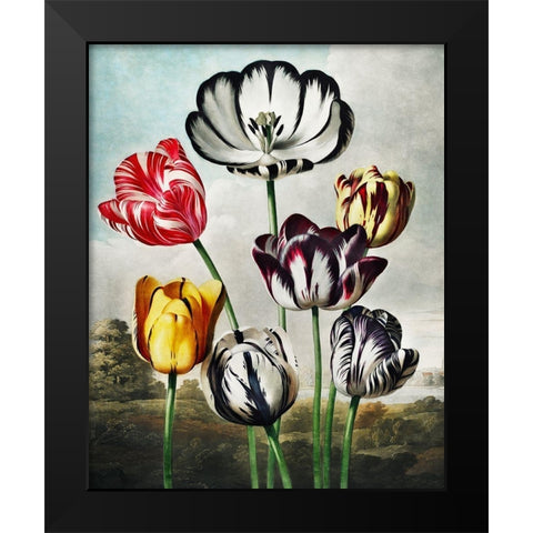 Tulips from The Temple of Flora Black Modern Wood Framed Art Print by Thornton, Robert John