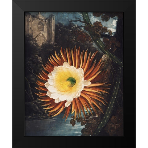The Night Blowing Cereus from The Temple of Flora Black Modern Wood Framed Art Print by Thornton, Robert John