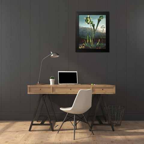 American Bog Plants from The Temple of Flora Black Modern Wood Framed Art Print by Thornton, Robert John