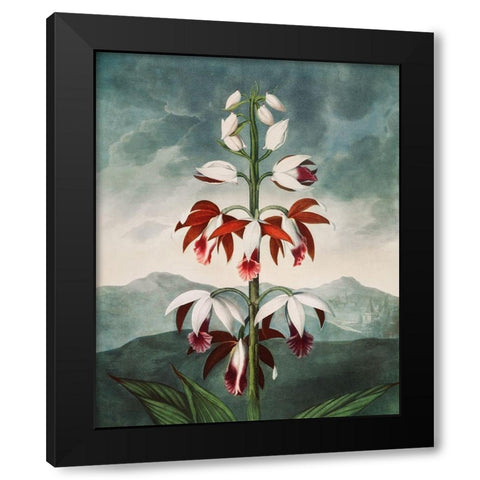 The Chinese Limodoron from The Temple of Flora Black Modern Wood Framed Art Print by Thornton, Robert John