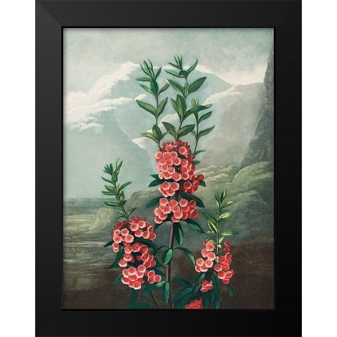 The Narrow Leaved Kalmia from The Temple of Flora Black Modern Wood Framed Art Print by Thornton, Robert John