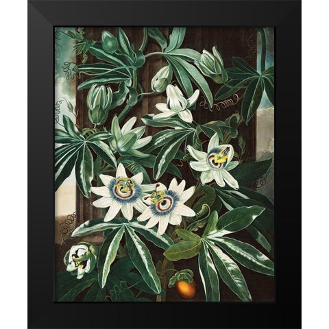 The Passiflora Cerulea from The Temple of Flora Black Modern Wood Framed Art Print by Thornton, Robert John