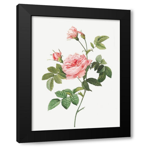 Boursault Rose, Rose Turbine without Thorns, Rosa Inermis Black Modern Wood Framed Art Print by Redoute, Pierre Joseph