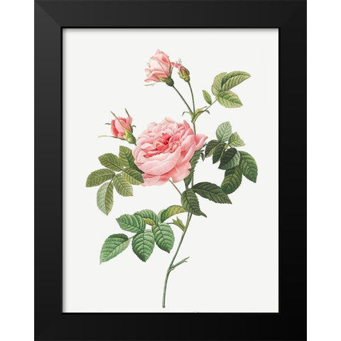 Boursault Rose, Rose Turbine without Thorns, Rosa Inermis Black Modern Wood Framed Art Print by Redoute, Pierre Joseph