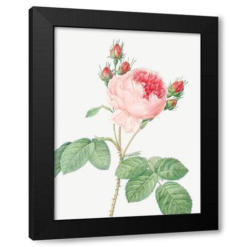 Cabbage Rose, One Hundred Leaved Rose, Rosa centifolia Black Modern Wood Framed Art Print with Double Matting by Redoute, Pierre Joseph