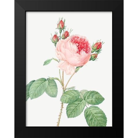 Cabbage Rose, One Hundred Leaved Rose, Rosa centifolia Black Modern Wood Framed Art Print by Redoute, Pierre Joseph
