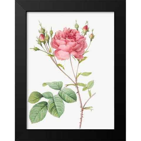 Cumberland Rose, Rosa Centifolia Anglica Rubra Black Modern Wood Framed Art Print by Redoute, Pierre Joseph