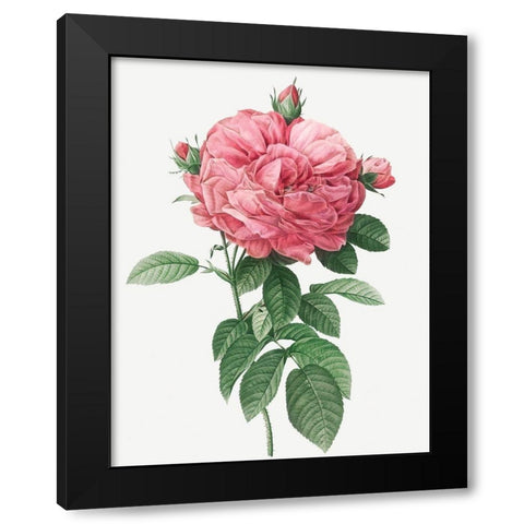 Giant French Rose Bloom, Provins rosebush with gigantic flower, Rosa gallica flore giganteo Black Modern Wood Framed Art Print by Redoute, Pierre Joseph