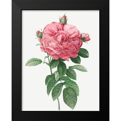 Giant French Rose Bloom, Provins rosebush with gigantic flower, Rosa gallica flore giganteo Black Modern Wood Framed Art Print by Redoute, Pierre Joseph