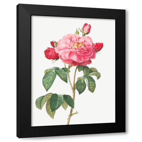 Gallic Rose, Duchess of Orleans, Rosa Gallica Aurelianensis Black Modern Wood Framed Art Print by Redoute, Pierre Joseph
