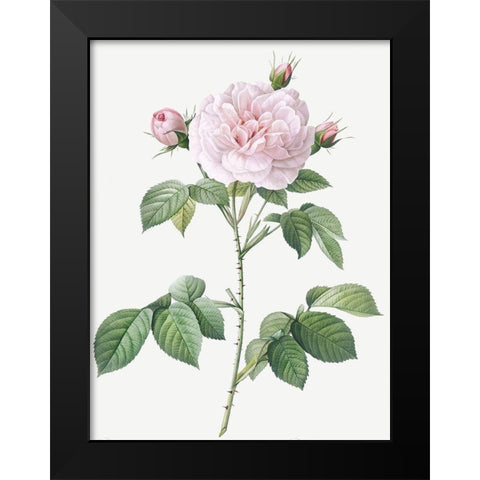 Royal White Rose, Rosa alba regalis Black Modern Wood Framed Art Print by Redoute, Pierre Joseph