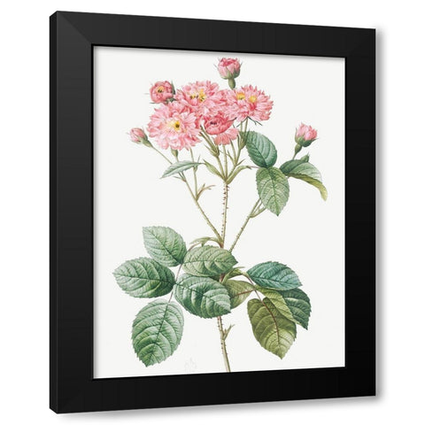 Carnation Petalled Variety of Cabbage Rose also known as Rose bush, Rosa Centifolia Caryophyllea Black Modern Wood Framed Art Print by Redoute, Pierre Joseph
