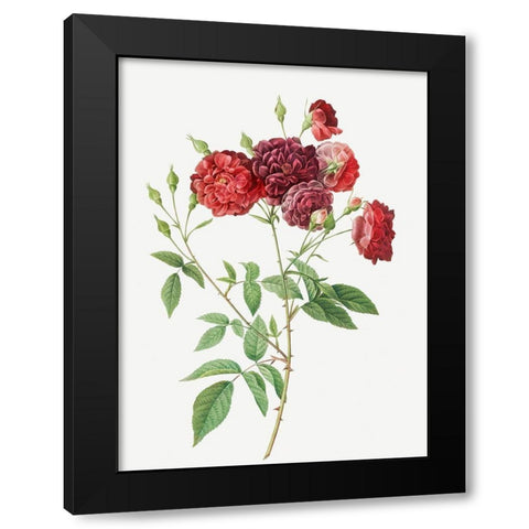 Ternaux Rose, Rosebush with almost violet flowers, Rosa indica subviolacea Black Modern Wood Framed Art Print by Redoute, Pierre Joseph