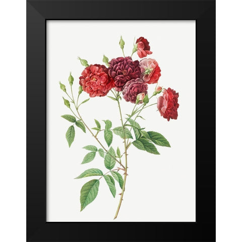Ternaux Rose, Rosebush with almost violet flowers, Rosa indica subviolacea Black Modern Wood Framed Art Print by Redoute, Pierre Joseph
