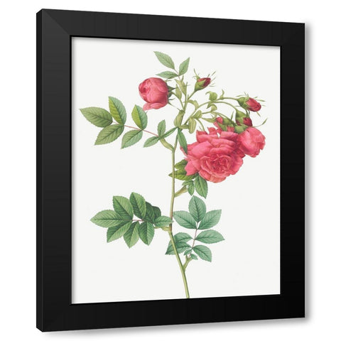 Turnip Roses, Rosa rapa Black Modern Wood Framed Art Print by Redoute, Pierre Joseph
